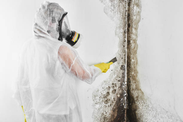 Best Crawl Space Mold Removal  in Austin, TX