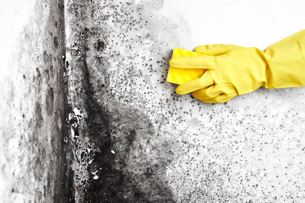 Best Home Mold Removal  in Austin, TX