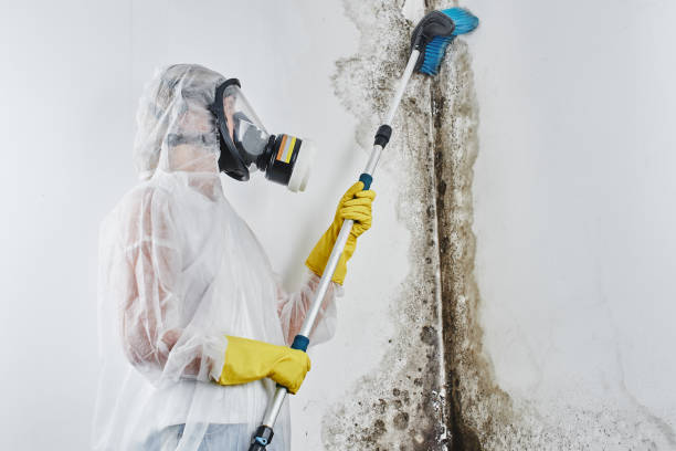 Mold Testing and Removal in Austin, TX