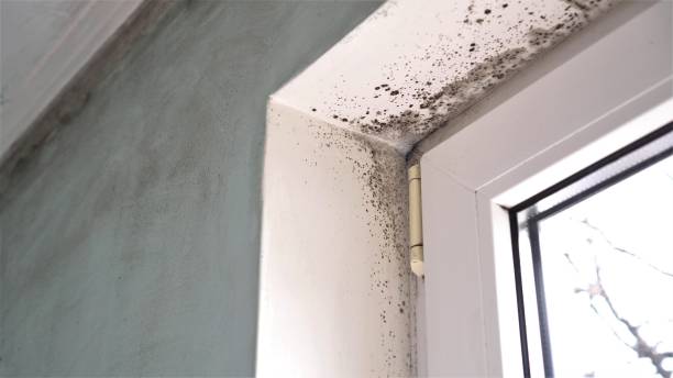 Best Attic Mold Removal  in Austin, TX