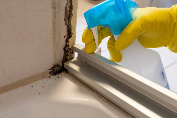 Best Office Mold Removal Services  in Austin, TX