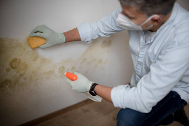 Best Professional Mold Removal  in Austin, TX