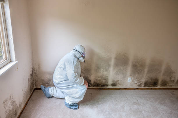 Best Mold Cleaning Services  in Austin, TX