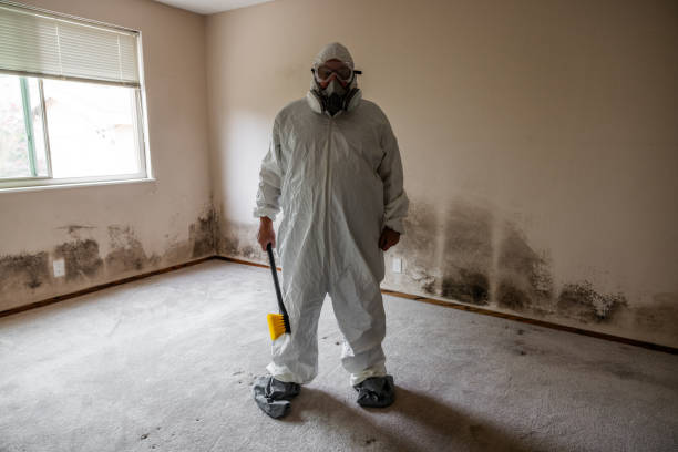 Best Affordable Mold Removal  in Austin, TX