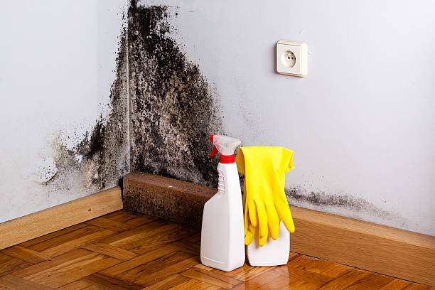 Home Mold Removal in Austin, TX