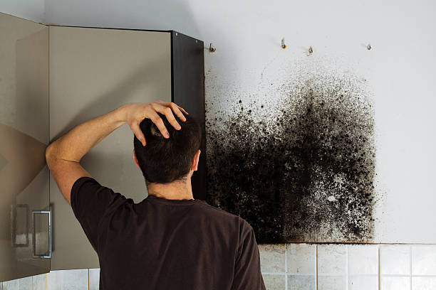 Best Local Mold Removal Service  in Austin, TX