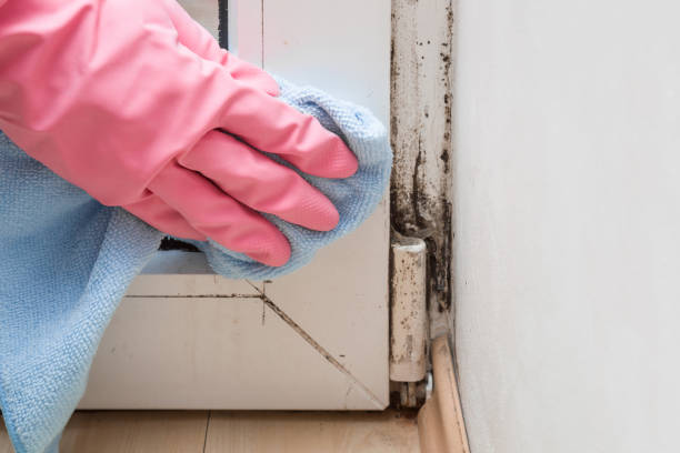 Best Black Mold Removal  in Austin, TX